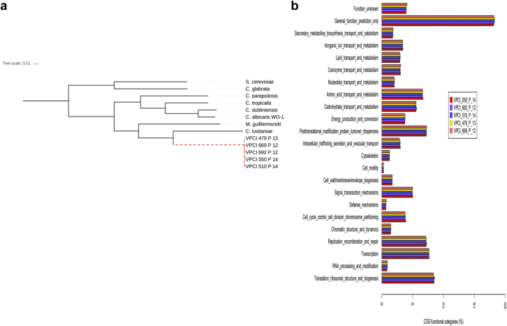Phylogenetic tree based on 136 core/conserved genes of the Candida auris isolates and other Candida species.
